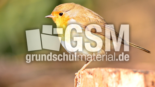 Rotkehlchen (11).jpg